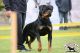 Rottweiler Puppies for sale in Allentown, PA, USA. price: $2,500