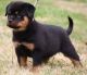 Rottweiler Puppies for sale in Mililani, HI 96789, USA. price: NA