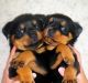 Rottweiler Puppies for sale in Sandspit, BC V0T, Canada. price: NA