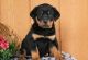 Rottweiler Puppies for sale in CA-1, Los Angeles, CA, USA. price: NA