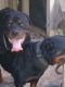 Rottweiler Puppies for sale in East Dublin, GA 31027, USA. price: $675