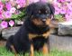 Rottweiler Puppies for sale in Eudora, AR 71640, USA. price: NA