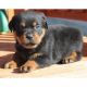 Rottweiler Puppies for sale in Calhoun Rd, Houston, TX, USA. price: $700