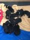 Rottweiler Puppies for sale in 704 N North Carolina Ave, Atlantic City, NJ 08401, USA. price: NA
