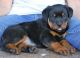 Rottweiler Puppies for sale in TX-249, Houston, TX, USA. price: NA