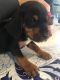 Rottweiler Puppies for sale in Berlin, CT, USA. price: NA