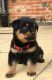 Rottweiler Puppies for sale in Florida Ave NW, Washington, DC, USA. price: NA