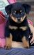 Rottweiler Puppies for sale in District Heights, MD 20747, USA. price: NA