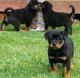 Rottweiler Puppies for sale in Roanoke, VA 24012, USA. price: NA