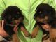 Rottweiler Puppies for sale in 40861 Carlisle Ave, Elyria, OH 44035, USA. price: NA