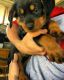 Rottweiler Puppies for sale in Pennsylvania Ave, Los Angeles, CA 90033, USA. price: NA
