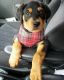 Rottweiler Puppies for sale in Pennsylvania Ave, Los Angeles, CA 90033, USA. price: NA