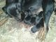 Rottweiler Puppies for sale in Cleveland, SC 29661, USA. price: NA