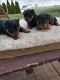 Rottweiler Puppies for sale in Topeka, IN 46571, USA. price: NA