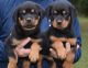 Rottweiler Puppies for sale in Philadelphia, IL 62691, USA. price: NA