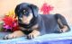 Rottweiler Puppies for sale in Stewarts Point, CA 95480, USA. price: $500
