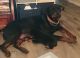 Rottweiler Puppies for sale in Moyock, NC 27958, USA. price: $1,000
