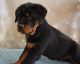 Rottweiler Puppies for sale in Cleveland, OH, USA. price: NA