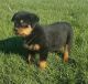 Rottweiler Puppies for sale in Marietta, GA 30008, USA. price: $650