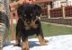 Rottweiler Puppies for sale in Longview, TX, USA. price: NA