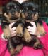 Rottweiler Puppies for sale in Warren, MI, USA. price: NA