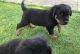 Rottweiler Puppies for sale in New York County, New York, NY, USA. price: NA