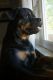 Rottweiler Puppies for sale in Newark, DE, USA. price: NA