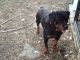 Rottweiler Puppies for sale in Virginia Beach, VA, USA. price: $900