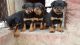 Rottweiler Puppies for sale in Los Andes St, Lake Forest, CA 92630, USA. price: NA