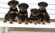 Rottweiler Puppies for sale in Southfield, MI 48037, USA. price: NA
