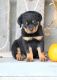 Rottweiler Puppies for sale in Decker, MT 59025, USA. price: NA