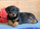 Rottweiler Puppies for sale in Cleveland, OH 44108, USA. price: NA
