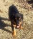Rottweiler Puppies for sale in Kaufman, TX, USA. price: NA
