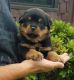 Rottweiler Puppies for sale in Peoria, IL 61612, USA. price: NA