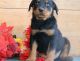 Rottweiler Puppies for sale in Anderson, IN 46014, USA. price: $500