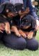 Rottweiler Puppies for sale in 336 N North Carolina Ave, Atlantic City, NJ 08401, USA. price: NA
