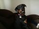 Rottweiler Puppies for sale in Wind Lake, WI 53185, USA. price: $1,000