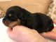 Rottweiler Puppies for sale in Frankfort, NY 13340, USA. price: NA