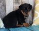 Rottweiler Puppies for sale in Malad City, ID 83252, USA. price: $650
