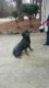 Rottweiler Puppies for sale in Jonesboro, GA 30236, USA. price: $1,000