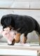 Rottweiler Puppies for sale in Bessemer, AL, USA. price: $650