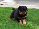 Rottweiler Puppies for sale in Springfield, MA, USA. price: NA