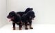 Rottweiler Puppies for sale in Los Lunas, NM 87031, USA. price: NA