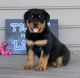Rottweiler Puppies for sale in St Paul, MN, USA. price: NA