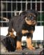 Rottweiler Puppies for sale in Bradford Woods, PA 15015, USA. price: NA