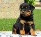 Rottweiler Puppies for sale in Columbia, SC, USA. price: $650