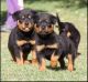 Rottweiler Puppies for sale in Birmingham, AL, USA. price: $400