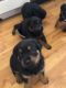 Rottweiler Puppies for sale in Wappingers Falls, NY 12590, USA. price: NA