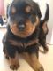 Rottweiler Puppies for sale in Waco, TX, USA. price: NA