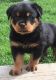 Rottweiler Puppies for sale in 25301 Charleston Rd, Southside, WV 25187, USA. price: NA